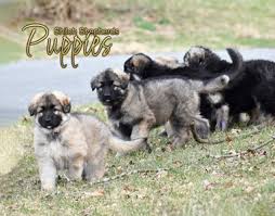 Beware of backyard breeders selling unregistered shiloh shepherds, from parents who have not been health tested and who are not registered as breedable, just for pets. there are many unscrupulous people out there who care nothing about improving this breed, or maintaining health and temperament, and only want to make money. Breeders Shiloh Shepherd Resource Center The Library