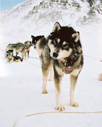 National Geographic Devoile Ses Plus Belles Photos Instagram De 2017 Ufunk Net Greenland Dog Working Dogs Dog Sledding