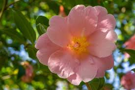 20 Different Types Of Camellia Plants Camellia Plant Plants Big Blooms