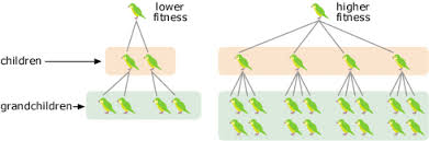 Fitness Fitness Biology Definition