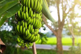 Banana trees add a lovely, tropical element to any landscape, and they even occasionally produce delicious, edible fruit. A Guide To Dwarf Cavendish Banana Trees This Old House