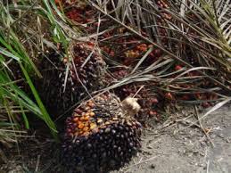 Parasites recorded from these and other psychids during 1969 and 1970 were: Elaeis Guineensis Wikiwand