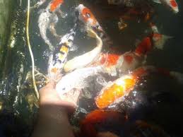 What Do Koi Fish Eat Urge Feeding Tips Recommendations 2019 Koi Fish Koi Fish Food Koi Fish Pond