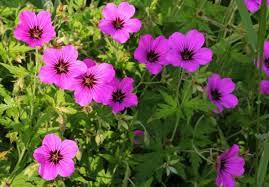 Geranium Cultivation Information Guide Agri Farming