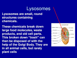 Maybe you would like to learn more about one of these? Parts Of A Cell Just As There Are Parts To Wake Forest High School The Office The Cafeteria The Hallways And Each Part Of The School Has A Special Ppt Download