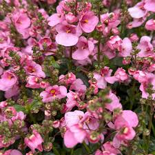 Image result for Diascia