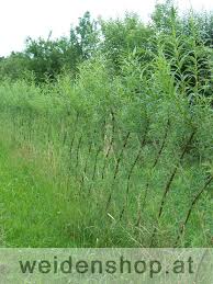 Lebender Weidenzaun Rautenmuster Weidenzaun Lebenden Weidenzaun Garten Pflanzen