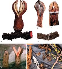 Image result for Hydnora