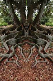 Schopfung 167 Kunstdruck Von Mike Nellums Weird Trees Unique Trees Nature Tree