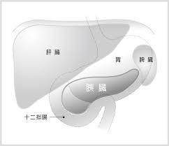 臺大醫院雲林分院虎尾院區 腫瘤醫學部 陳若白 june 27 , 2015 胰臟解剖位置 胰臟癌前病變演進史 Hope è²¡åœ˜æ³•äººç™Œç—‡å¸Œæœ›åŸºé‡'æœƒ