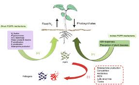Mechanisms Of Plant Growth Promoting Rhizobacteria