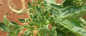 Image result for thrips damage on cucumber