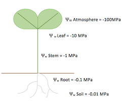 Most plants, however, have the ability to increase solute inside the cell to drive the flow of water into the cell and maintain turgor. Soil Plant Atmosphere Continuum Wikipedia
