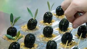 Recettes Du Chef Julien Allano Avec Nos Produits Nyonsolive Sirha 2019 Evenements Vignolis