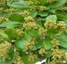 Image result for Strephonema sericeum