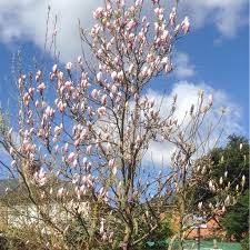 Jade lamp is a recently introduced variety, a specially selected denudata type, particularly noted for the large size of its solid white flowers, plus ability to flower at a small size. Magnolia Denudata Jade Lamp Tulip Tree Garden Outdoors Jwilsonsrestaurant Plants Seeds Bulbs