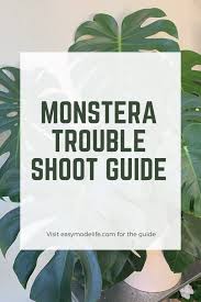 Why Is My Monstera In 2020 Yellow Leaves On Plants Monstera Monstera Deliciosa Care