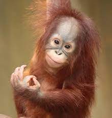 Orangutan Hujan Krefeld Bb2a6031 Orangutan Monkeys Funny Baby Orangutan