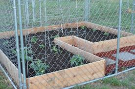 From An Old Dog Kennel To A New Raised Bed Vegetable Garden The Nature Of It Dog Kennel Vegetable Garden Old Dogs