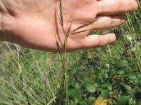 Image result for Hyparrhenia anthistirioides