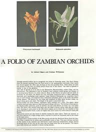 Image result for Platycoryne