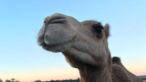 Camel people part two of a three part series on dubai's camel racing culture. White Gold Everything You Need To Know About Camel Milk Sbs Food