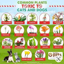 Check spelling or type a new query. Dangerous Plants For Dogs And Cats Raincoast Dog Rescue