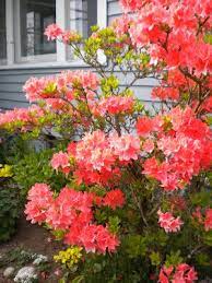 Red Gate Farm Rhododendrons And Azaleas Azalea Flower Azaleas Beautiful Flowers