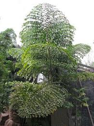 Leaves are made of leaf blades or lamina, stipule, and petiole. Pinnation Wikipedia