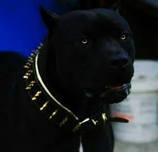 Check spelling or type a new query. Inature This Pitbull Looks Like Part Dog Part Black Facebook