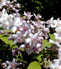 Image result for Deutzia x hybrida ′Mont Rose