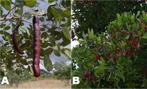 Image result for Elephantorrhiza goetzei