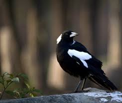 For instance, timing purchases to coincide with winter sales or the music magpie black friday sale make sense, while bookmarking the offers pages is generally a good call. Australian Magpie Nsw Environment Energy And Science