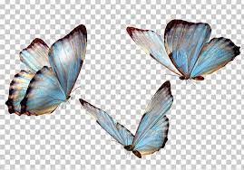 Butterfly Png Butterflies Butterfly Butterfly Girl Butterfly Group Butterfly Wings Butterfly Wing Tattoo Wings Png Overlays Transparent