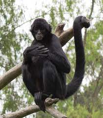 Other species of spider monkeys can be found at the alexandria zoo in louisiana , connecticut's beardsley zoo , the central florida zoo and botanical gardens , zoo boise , the nashville zoo , the little rock zoo in arkansas, the potter park. Spider Monkey Wikipedia