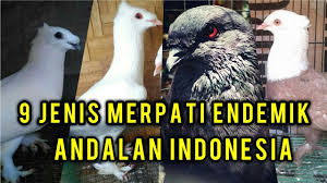 Cara untuk melatih burung merpati getakan hingga mampu terbang tinggi dan tahan lama, ini memerlukan beberapa trik khusus. Burung Merpati Lombok Tengah Ntb By Suhaibi Channel