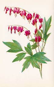 Bleeding Hearts Flower Drawing Botanical Painting Floral Art