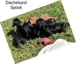 Dachshund puppies for sale birmingham alabama. Miniature Dachshund Puppies For Sale In Alabama Agriseek Com