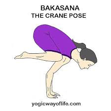 Bakasana The Crane Pose