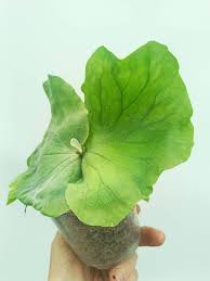 Image result for Platycerium elephantotis