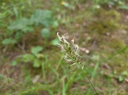 Image result for Anthoxanthum nivale