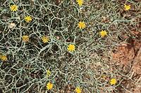 Image result for Launaea rarifolia
