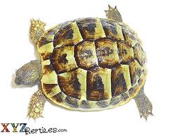 We did not find results for: Hermann Tortoise For Sale 2 3 Inches With Live Arrival Guarantee