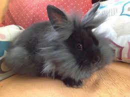 Adoption De Zacharie Petit Lapin Race Indefinie Region Ile De France Tête de lion brun lapin de lapin couché sur une écharpe rouge. adoption de zacharie petit lapin race