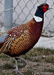 Big Black Bird With White Ring Around Neck Our Birds In Our World Page 2 World Birds Ring Necked Pheasant Pheasant