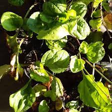 Assallamualaikum semua sahabat followers yg sgt bonda sayangi.bonda datang bertamu dipagi hari nak berkisah ttg belimbing tanah.herba ni suami sy selalu. Pokok Senduk Herba Buah Pinggang Shopee Malaysia