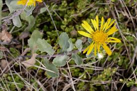 Image result for Cienfuegosia gerrardii