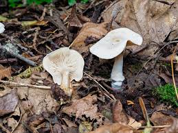 Image result for Clitopilus prunulus