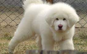 Tibetan Mastiff Puppy Animals Pinterest Mastiff Puppies Tibetan Mastiff Puppy Tibetan Mastiff