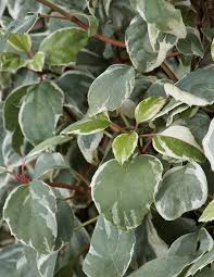 Image result for Moraea schimperi